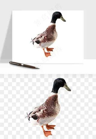 鸭子小鸭png免抠
