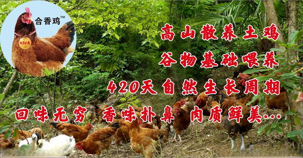散养鸡动物图片动物大全海报