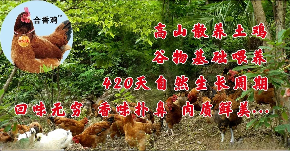 散养鸡动物图片动物大全海报