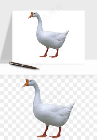 鸭子小鸭png免抠