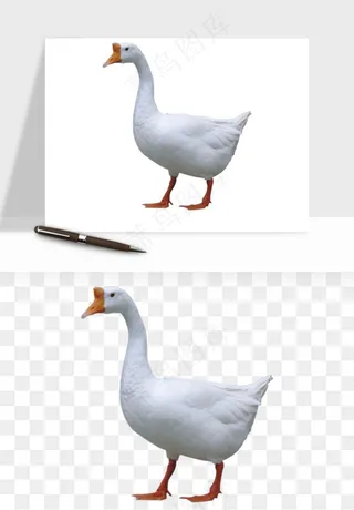 鸭子小鸭png免抠