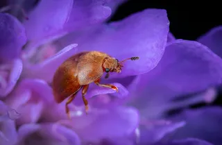 探秘紫花棕虫·清新风·紫棕相衬·自然之美