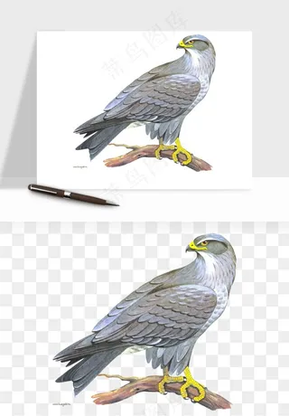 老鹰雄鹰展翅png免抠
