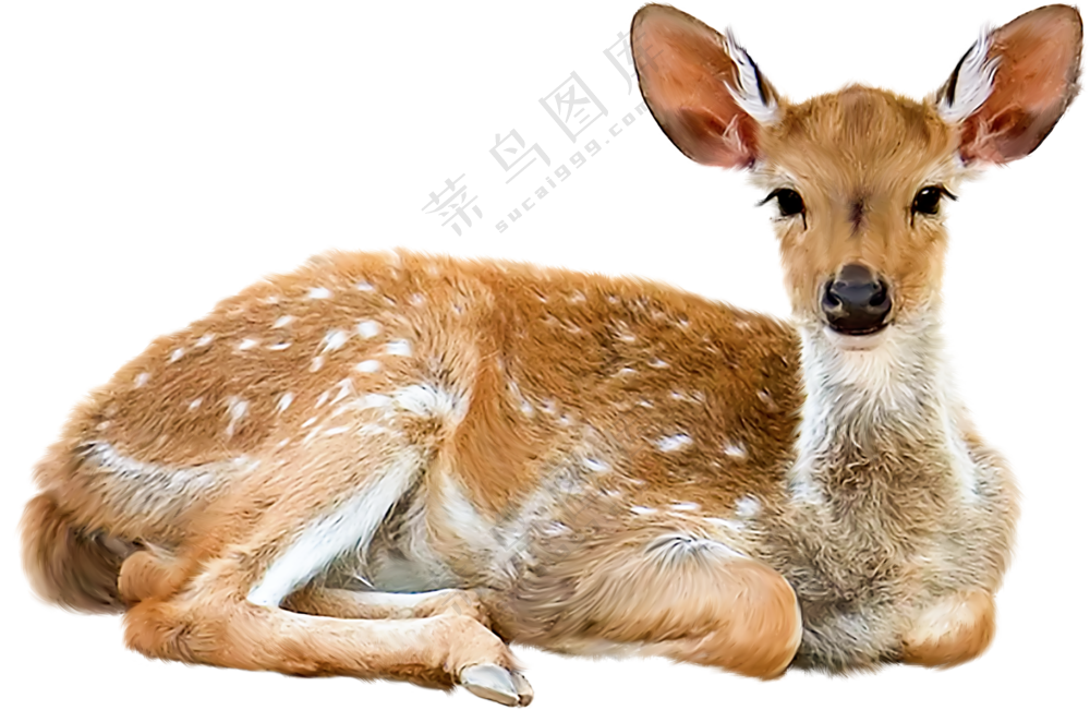 竖起耳朵卧着的梅花鹿免抠图片素材