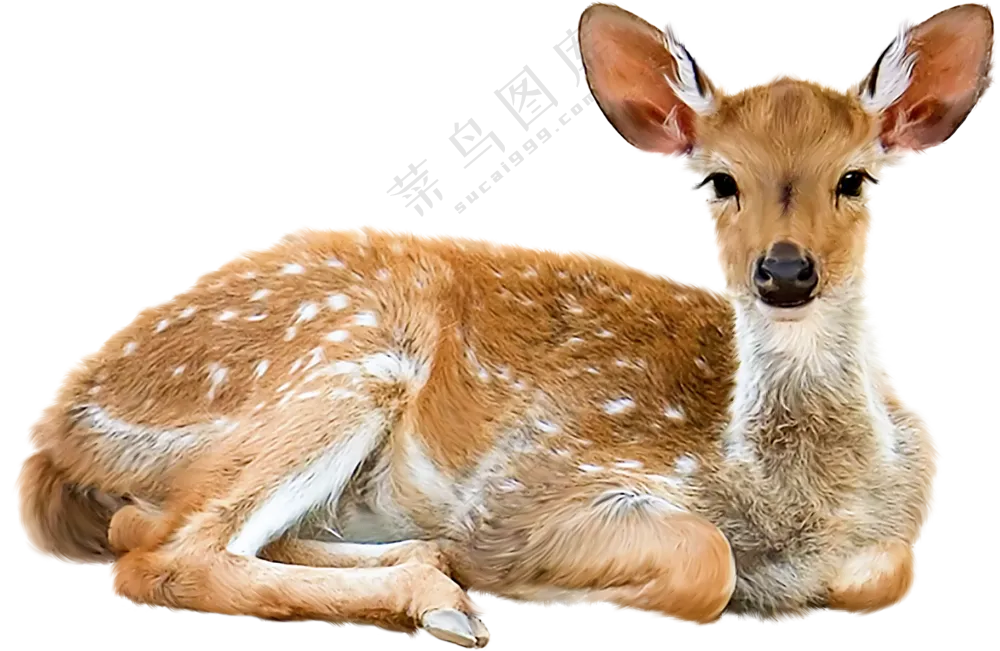 竖起耳朵卧着的梅花鹿免抠图片素材