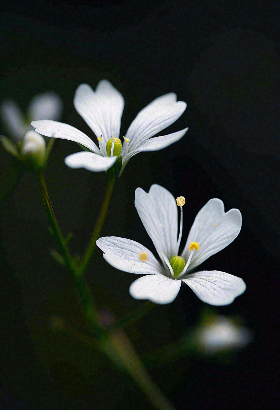 春天盛开的小白花小清新立春春分摄影图