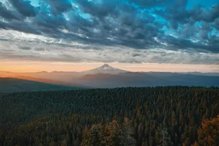 暮色中的宁静森林