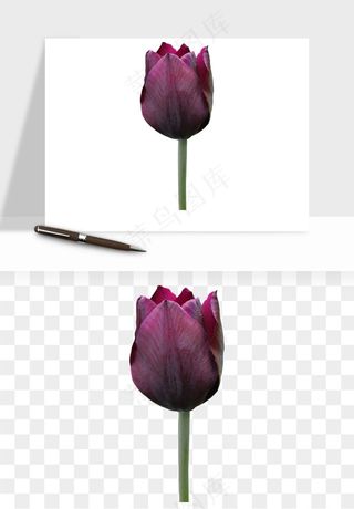 荷兰郁金香鲜花png免抠