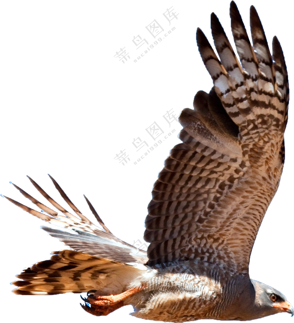 扑棱着翅膀飞翔的鹰隼免抠图片素材