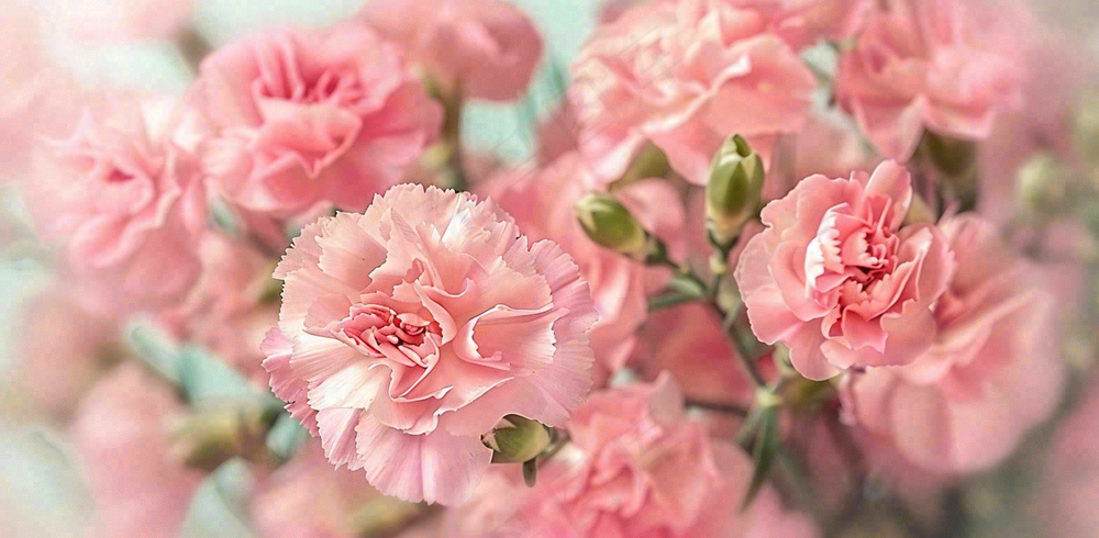 粉色康乃馨鲜花妇女节摄影图