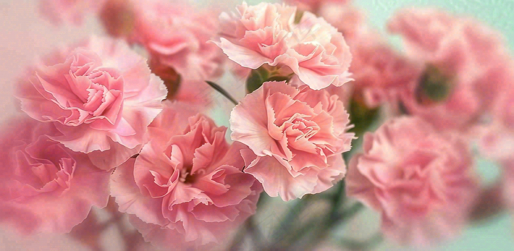 粉色康乃馨鲜花妇女节摄影图