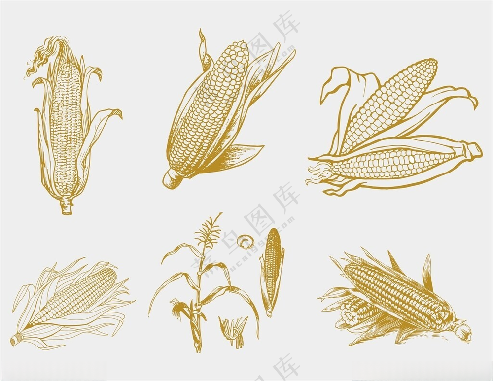 玉米手绘风格插画玉米架卡通形象