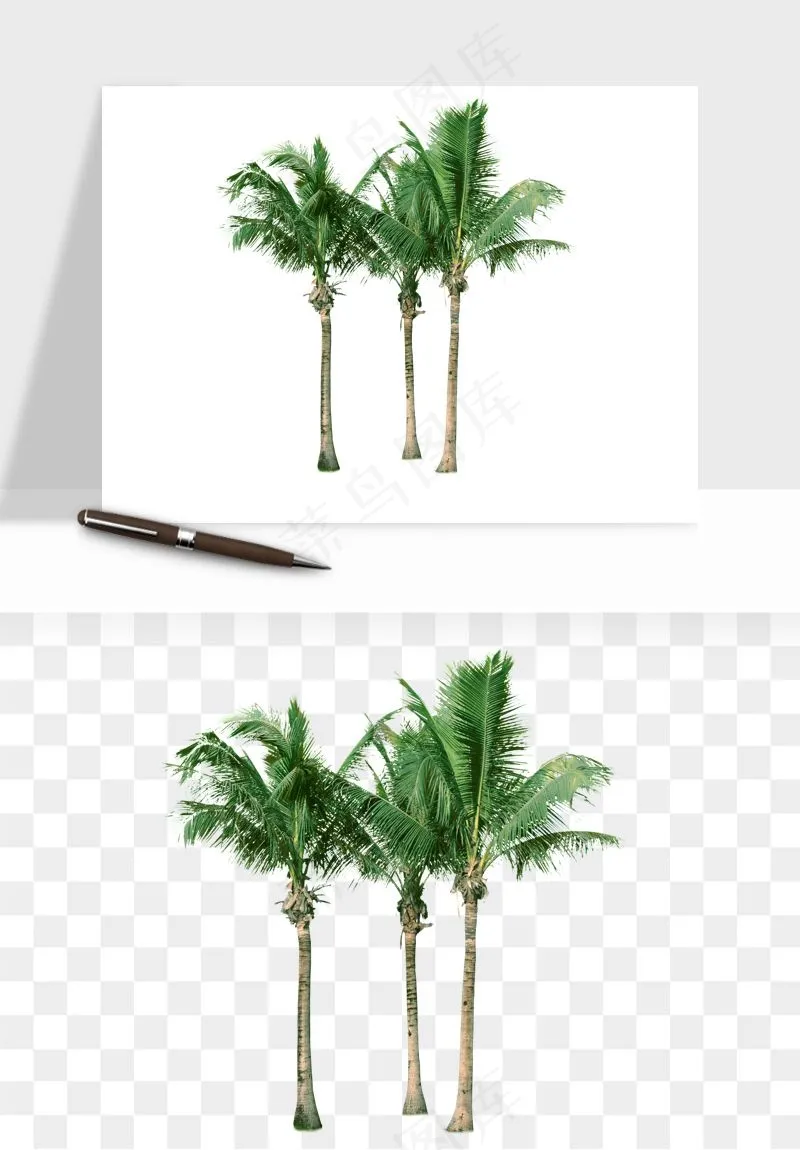 棕榈树椰树png免抠
