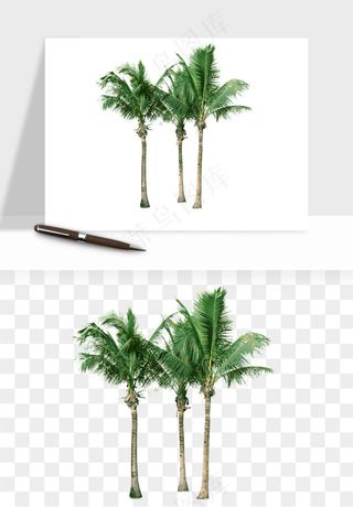 棕榈树椰树png免抠