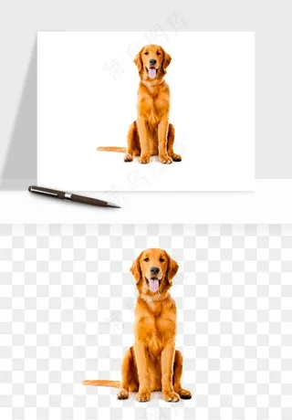 猫咪喵星人狗狗宠物元素png免抠