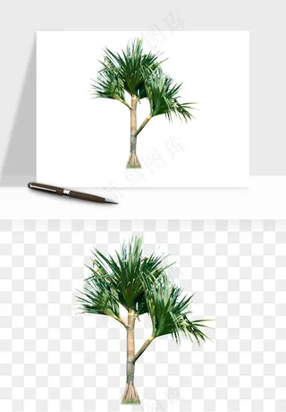 棕榈树椰树png免抠