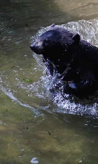 戏水的黑熊