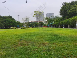 春天绿色的草地