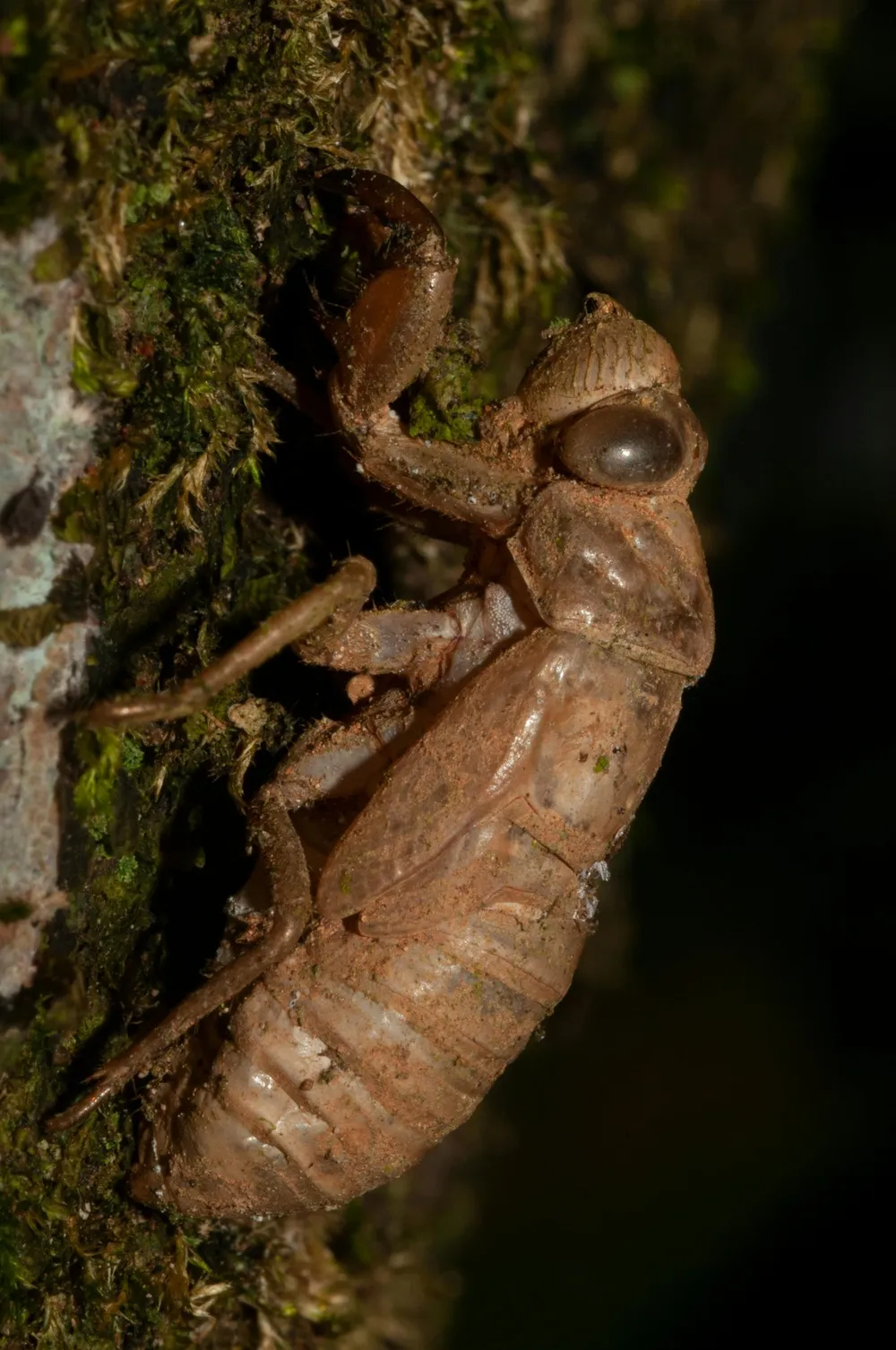 自然蜕变：绿苔背景下的蝉蜕皮