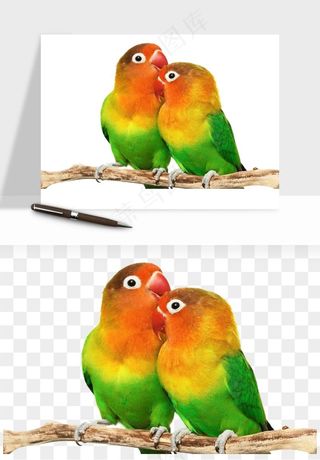 鹦鹉八哥鸟宠物png免抠