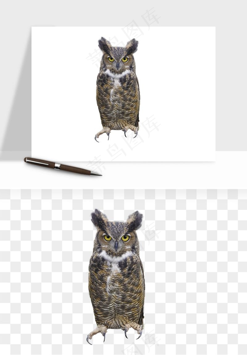 猫头鹰鸟类png免抠