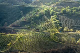 阳光下的绿色阶梯：自然农业之美