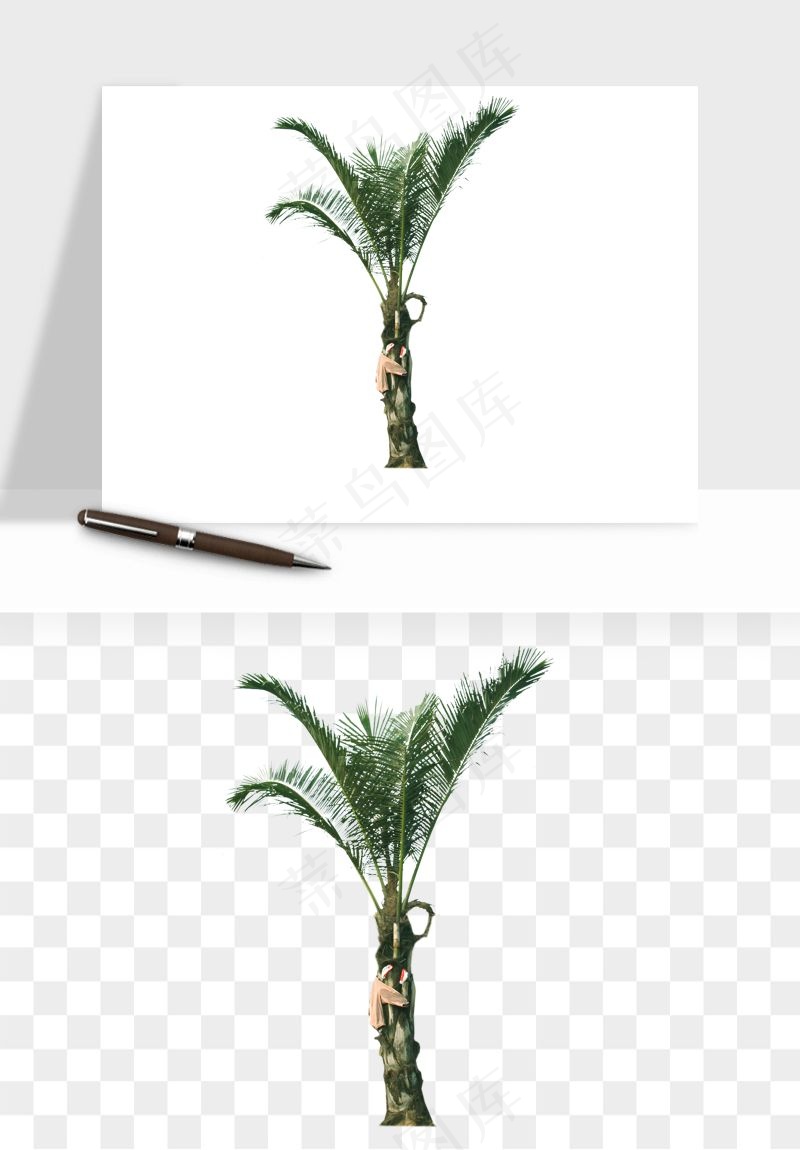 棕榈树椰树png免抠