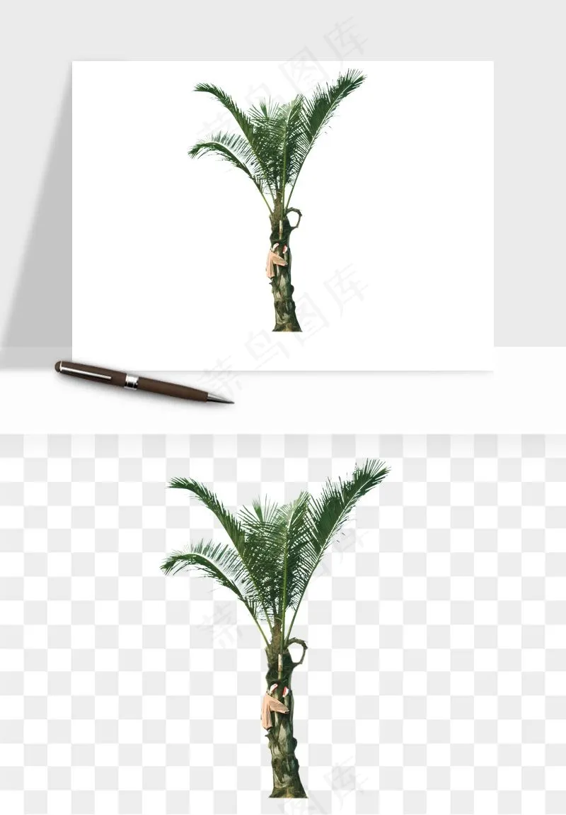 棕榈树椰树png免抠