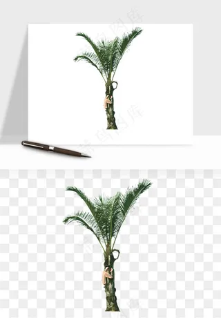 棕榈树椰树png免抠
