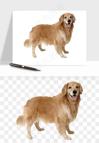 猫咪喵星人狗狗宠物元素png免抠