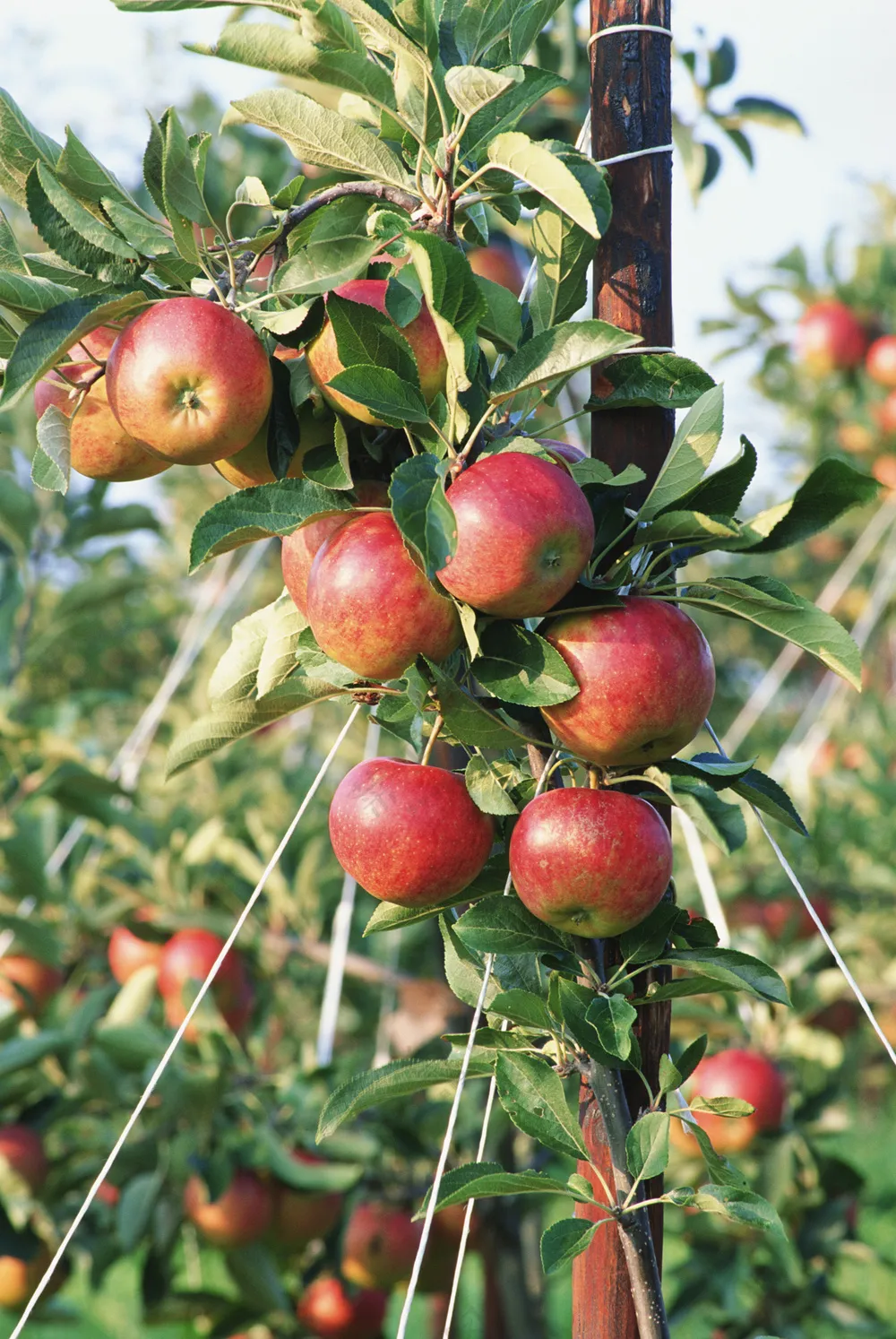 苹果树图片 (11)