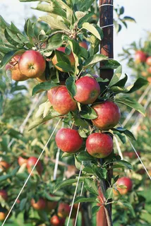 苹果树图片 (11)