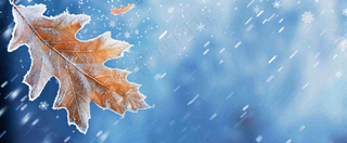 冬季大雪植物叶子上的雪花霜降小寒小雪大雪摄影图