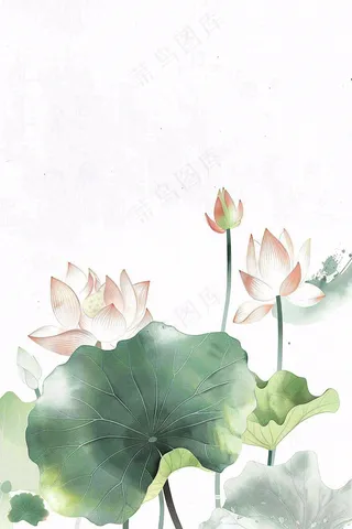 夏天荷花荷叶清凉小清新淡雅小暑大暑处暑插画背景
