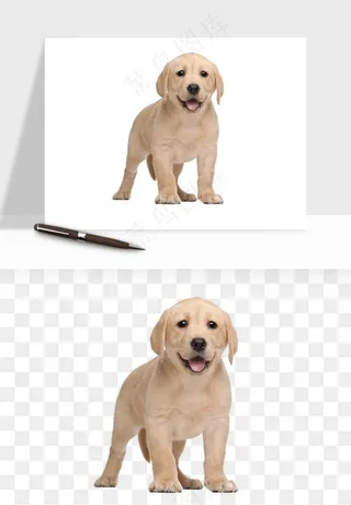 猫咪喵星人狗狗宠物元素png免抠