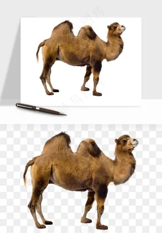 骆驼动物png免抠