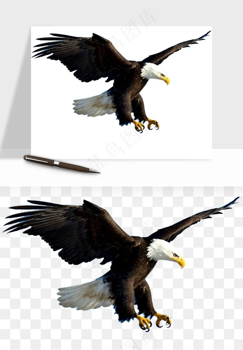 老鹰雄鹰展翅png免抠