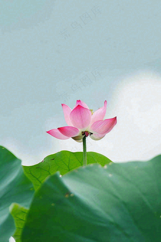 夏日荷花荷叶夏至小暑大暑摄影图