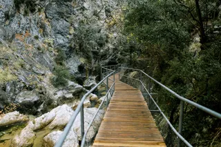 森林小径旁的宁静溪流