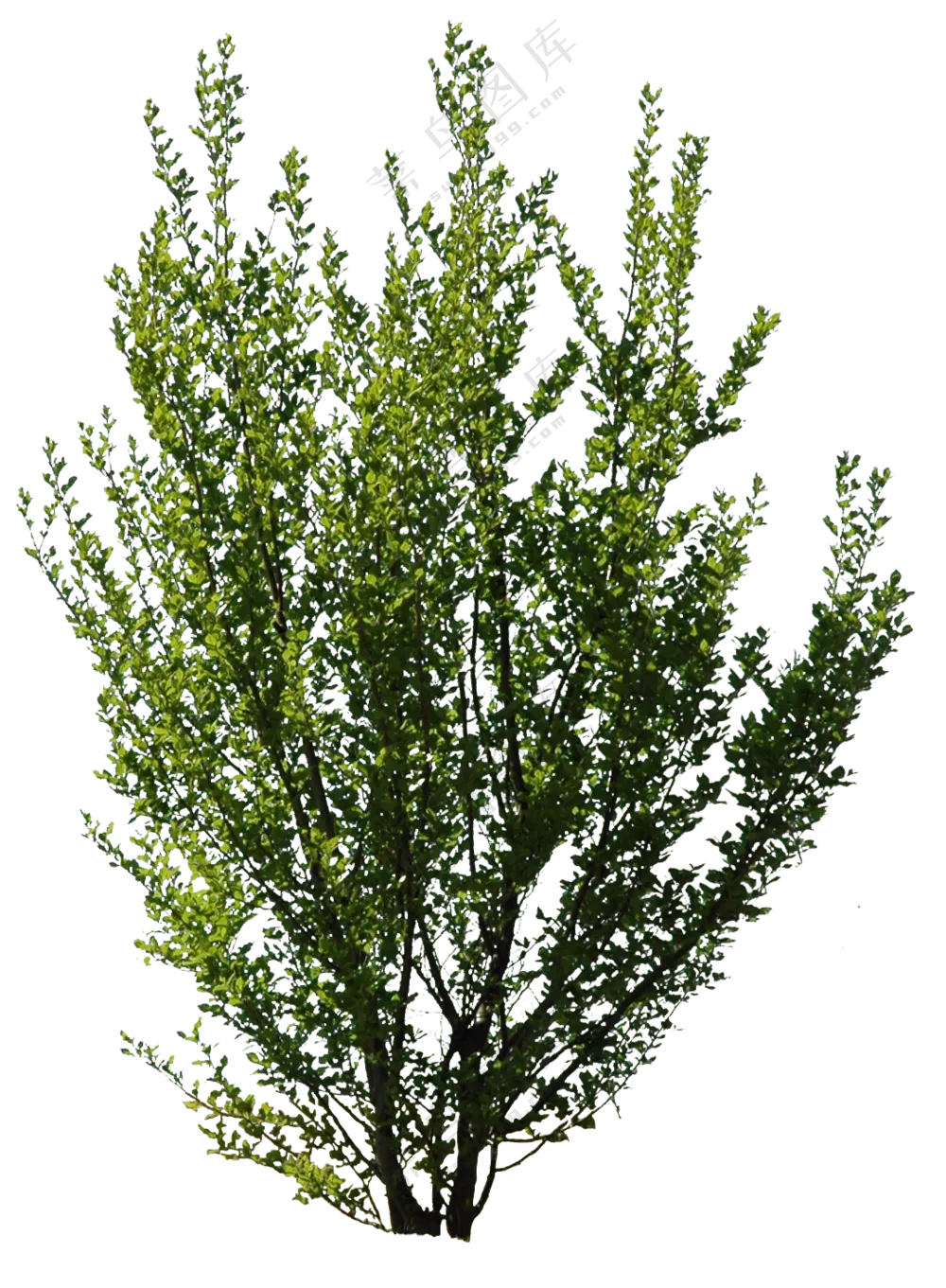 PNG免扣植物树木