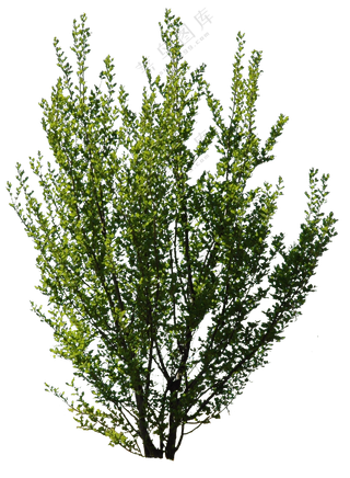 PNG免扣植物树木