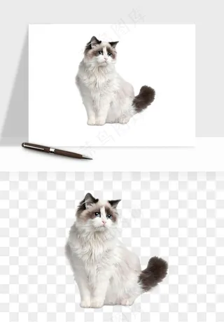 猫咪喵星人狗狗宠物元素png免抠