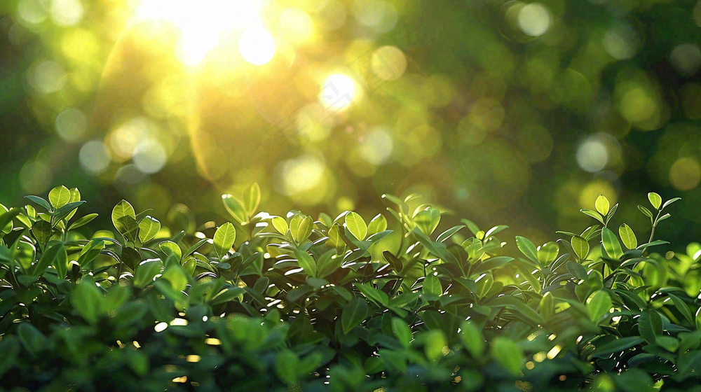 阳光下的植物绿叶立春春分摄影图