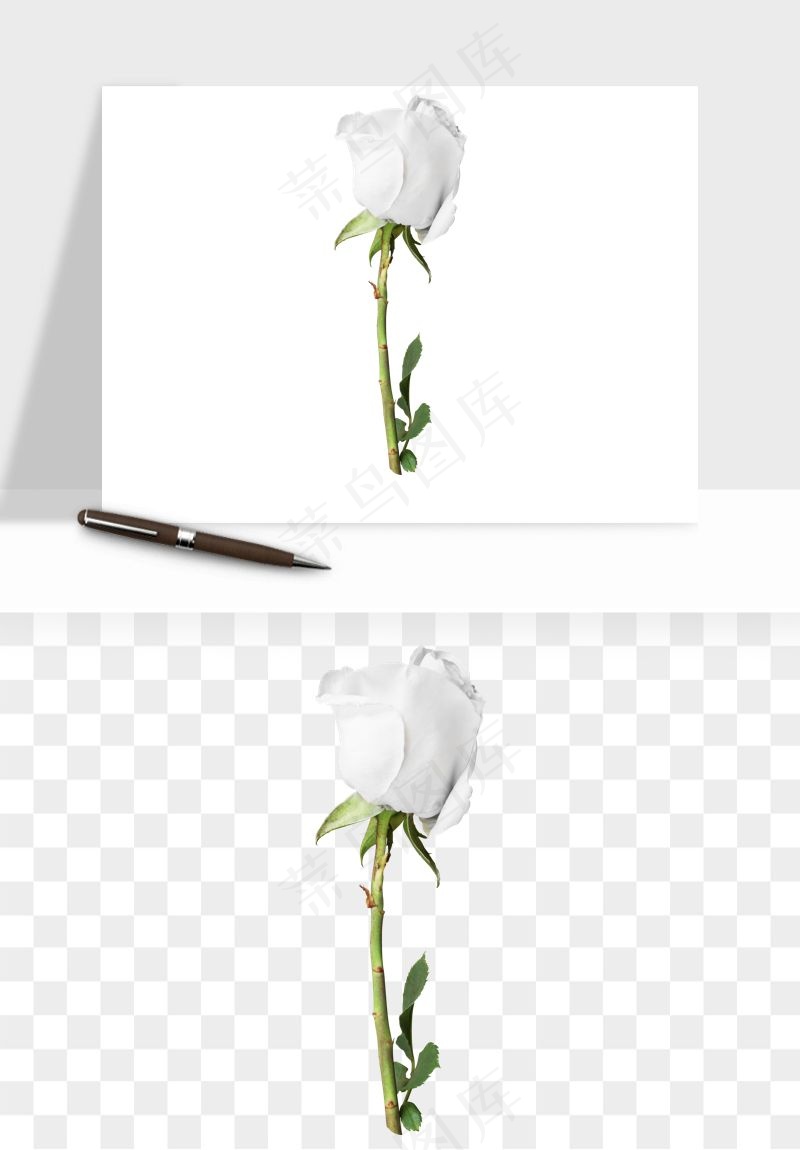 白玫瑰花枝花束png免抠