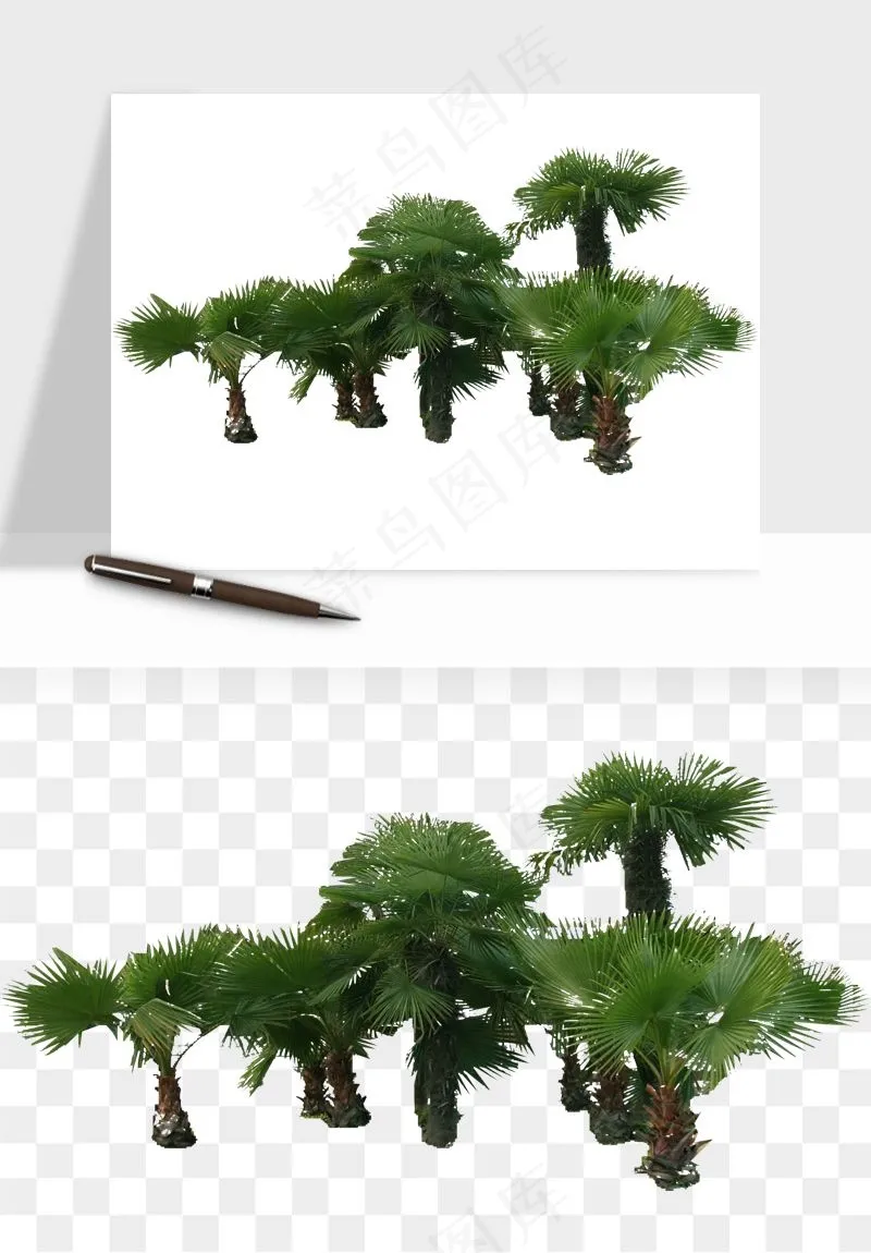 棕榈树椰树png免抠