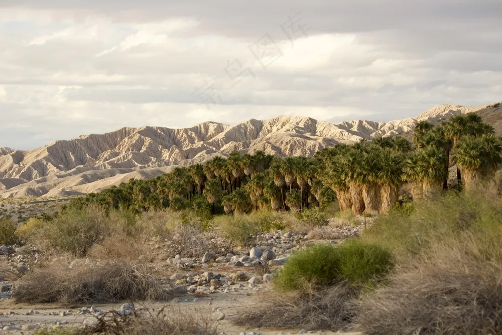 荒漠绿洲：暖色调的自然风光摄影