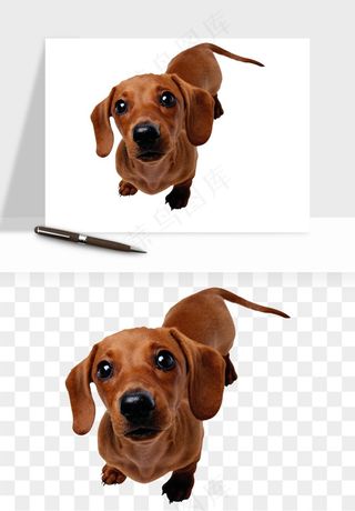 猫咪喵星人狗狗宠物元素png免抠