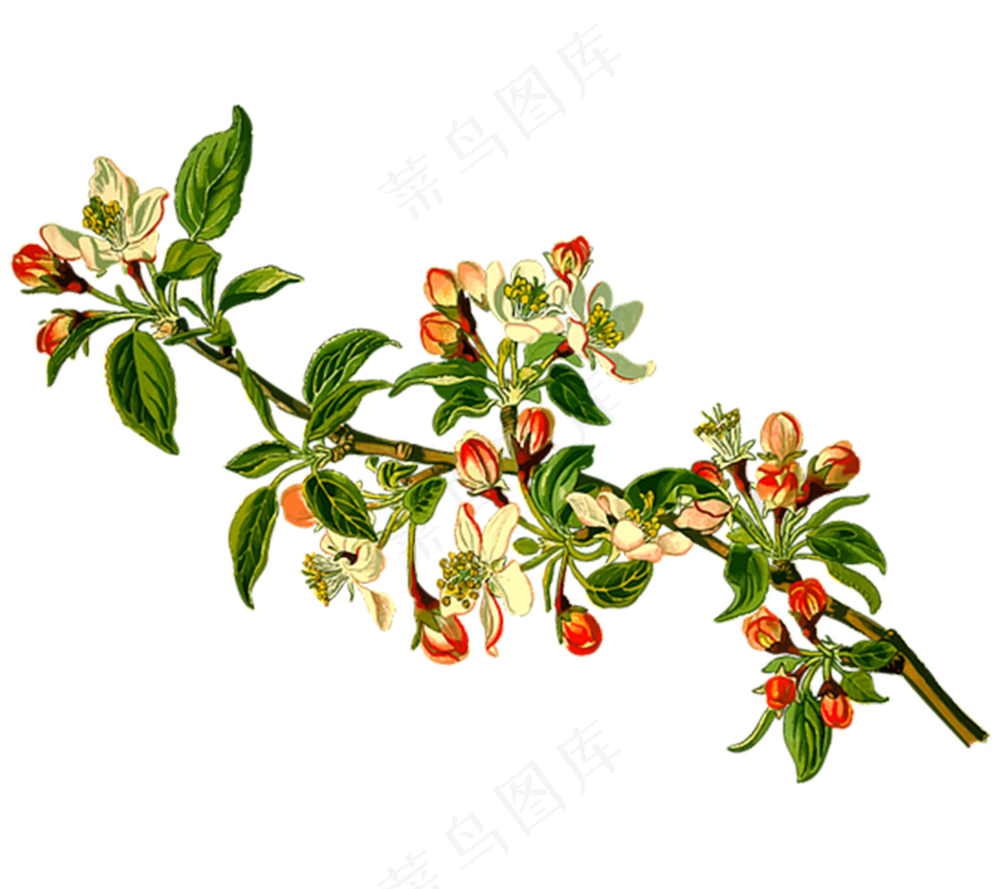 花-简约-绿色-装饰/修饰