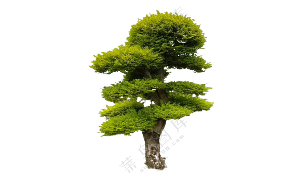 造型树金叶女贞