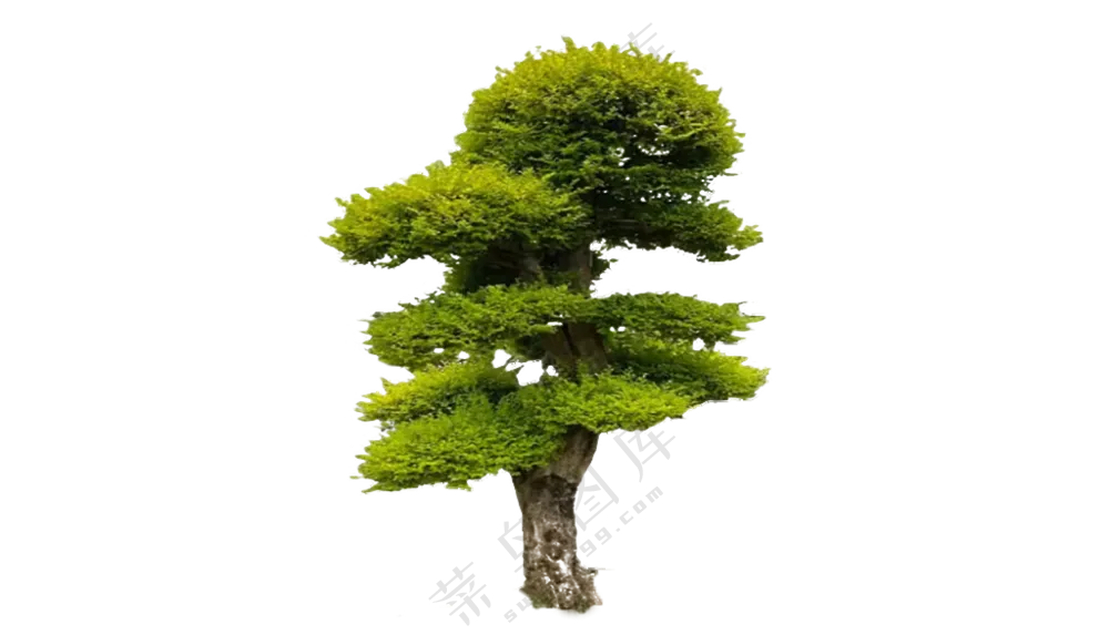 造型树金叶女贞